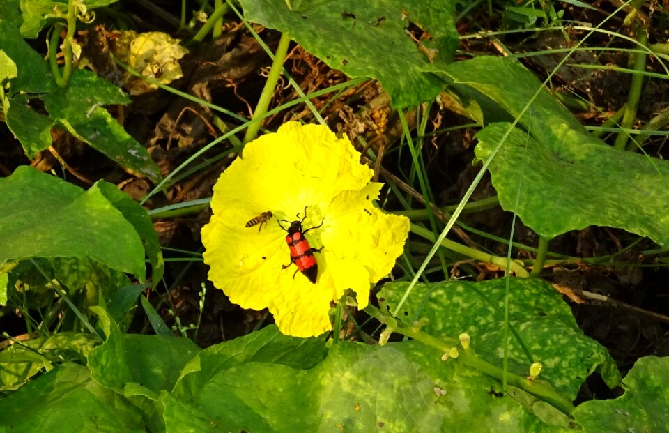 Mylabris pustulata sponge gourd flower