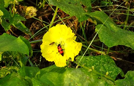 Mylabris pustulata sponge gourd flower