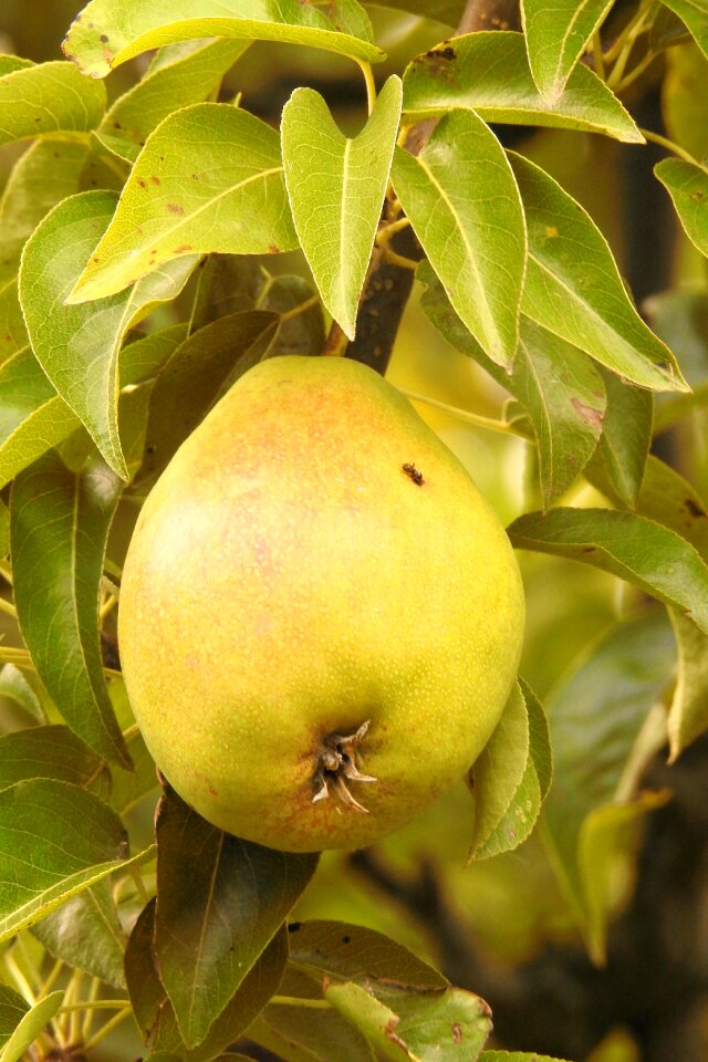 Green branch fruit
