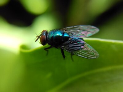 Wildlife bug green
