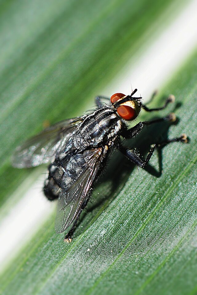 Compound eyes insect plant