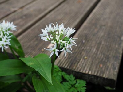 Bloom white allium ursinum