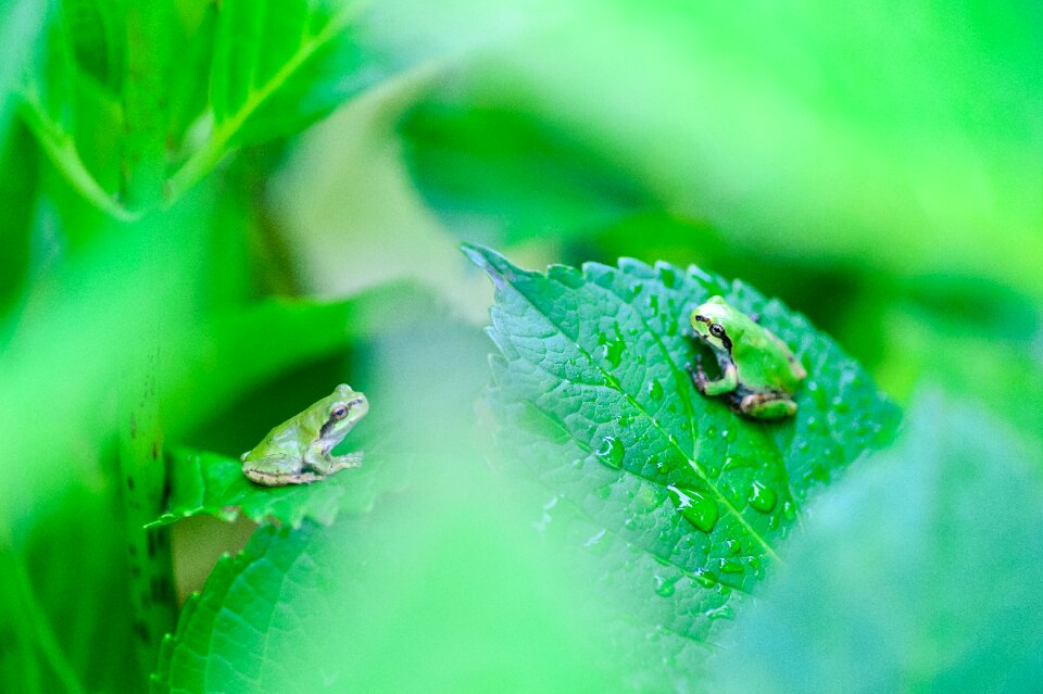 Leaf japan creatures