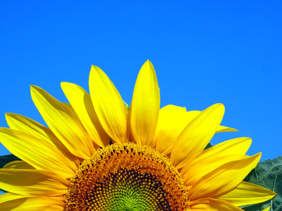 Yellow natural summer