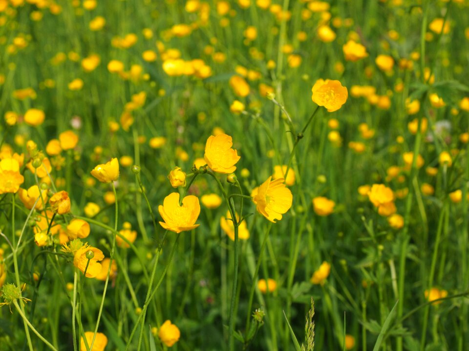 Yellow ranunculus hahnenfußgewächs