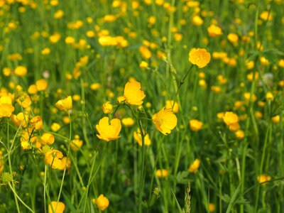 Yellow ranunculus hahnenfußgewächs