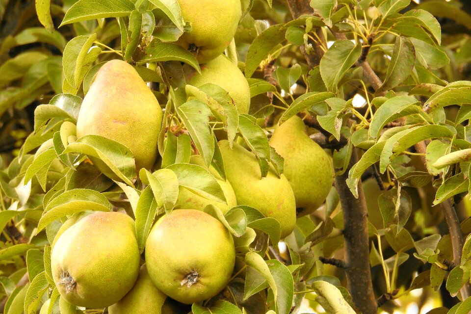 Green branch fruit