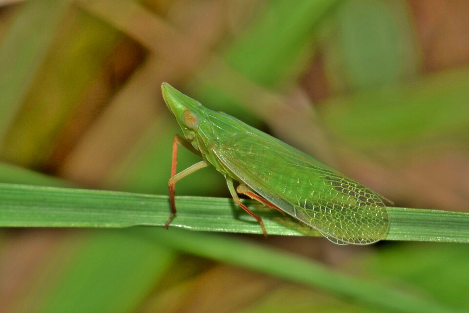 Green insect small insect tiny