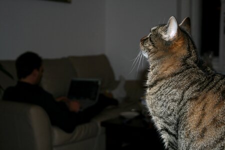 Domestic cat mackerel profile