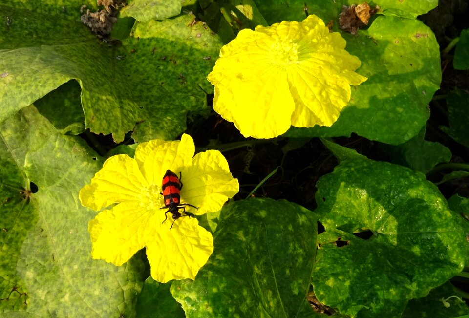 Mylabris pustulata sponge gourd flower