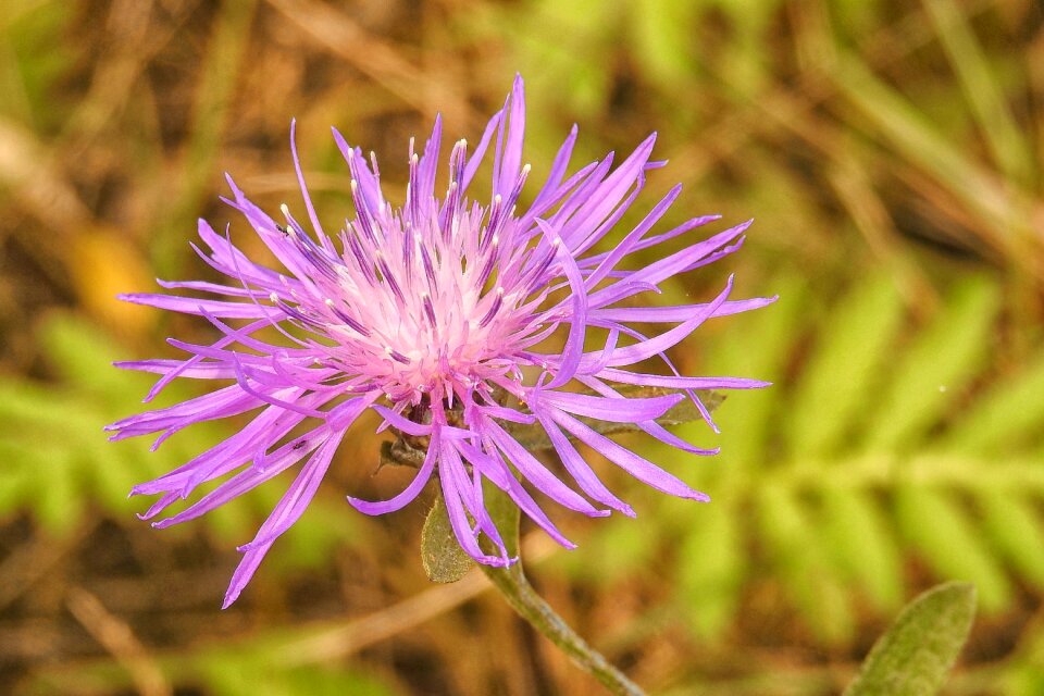 Bloom violet pointed flower