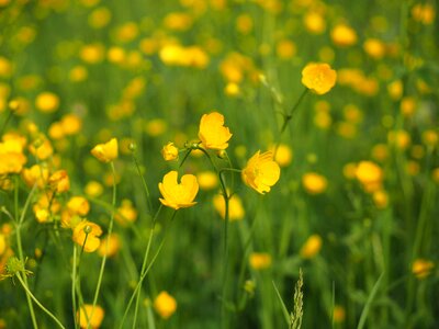 Yellow ranunculus hahnenfußgewächs