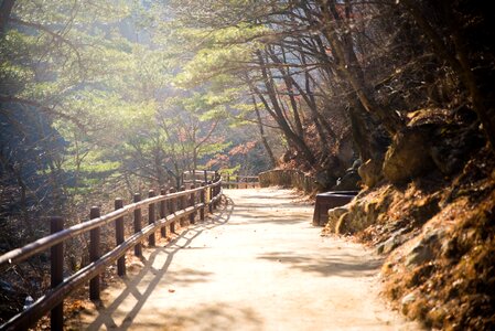 Forest nature walk