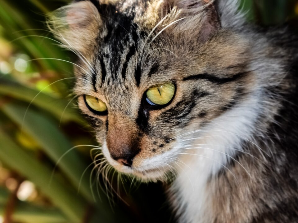 Animal cute looking