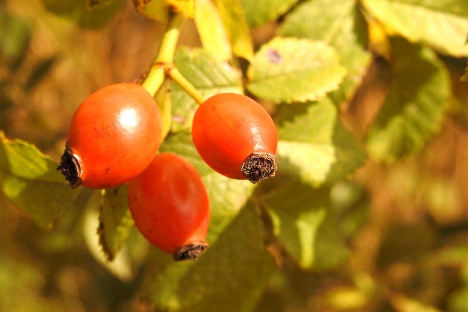 Red wild rose autumn fruits