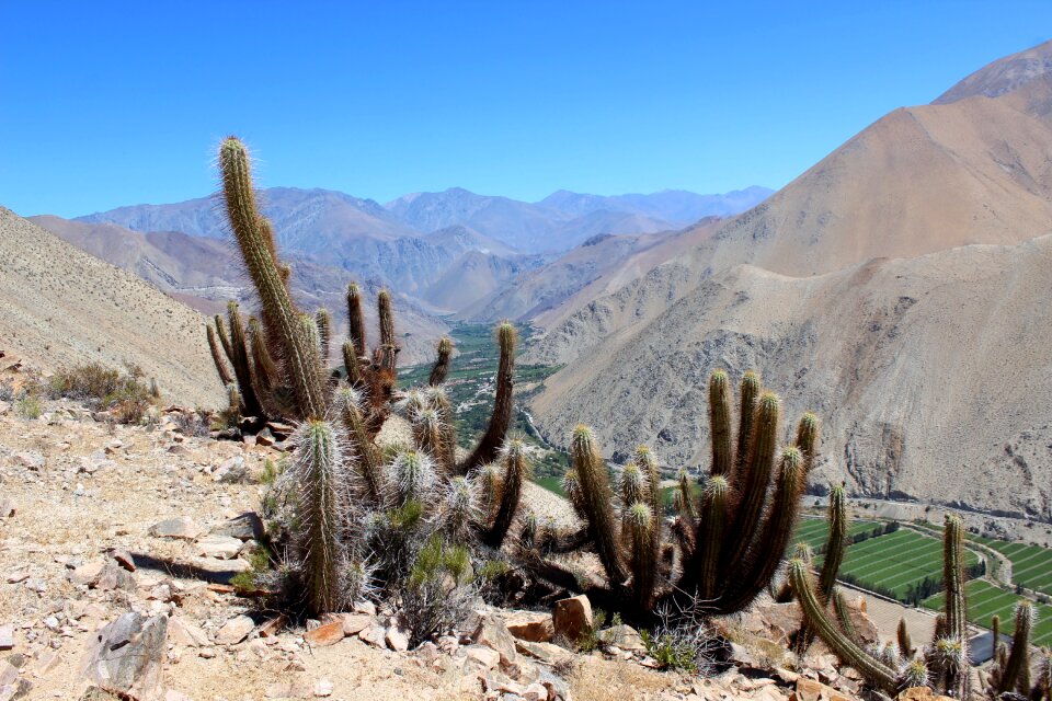 Chile paihuano cactus
