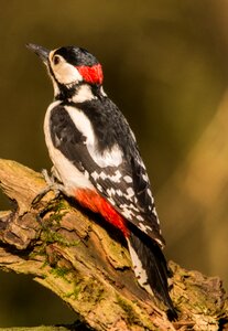 Forest bird animal world bird