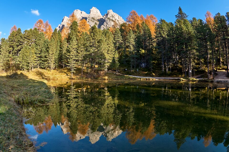 Forest nature landscape