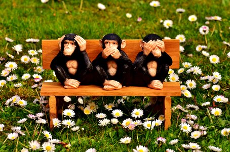 Ape sit bank photo