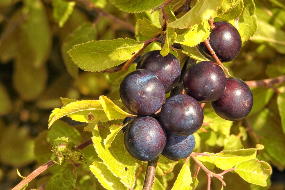 Black black berries belladonna