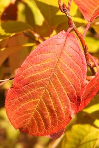 Colorful-leaf fall color emerge