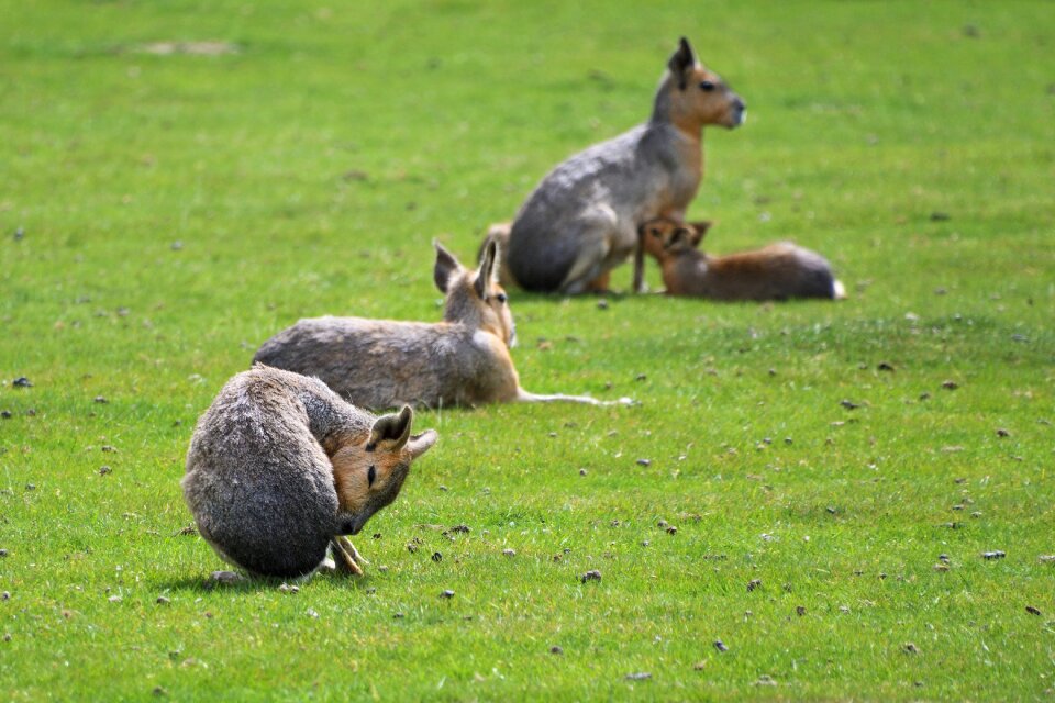 Mara hare of patagonia grass