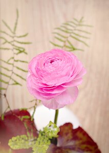 Bloom pink pink flower