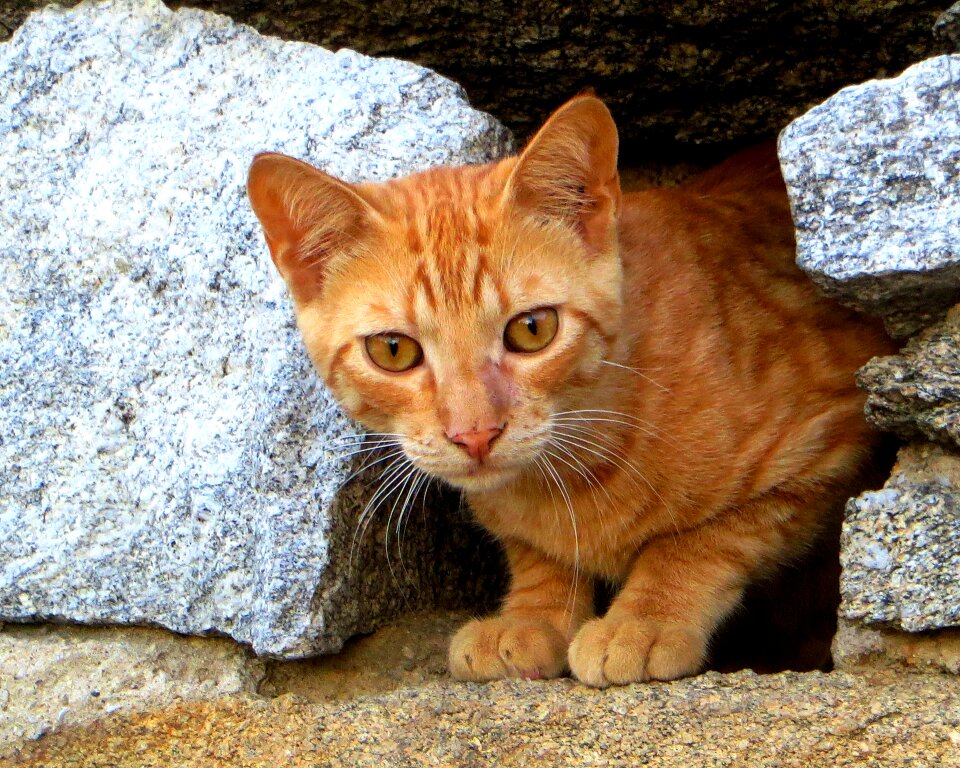 Cat baby red cat animals