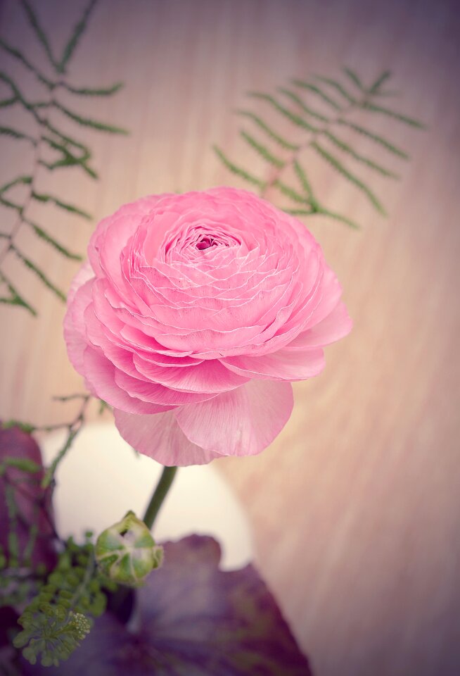 Bloom flower spring flower