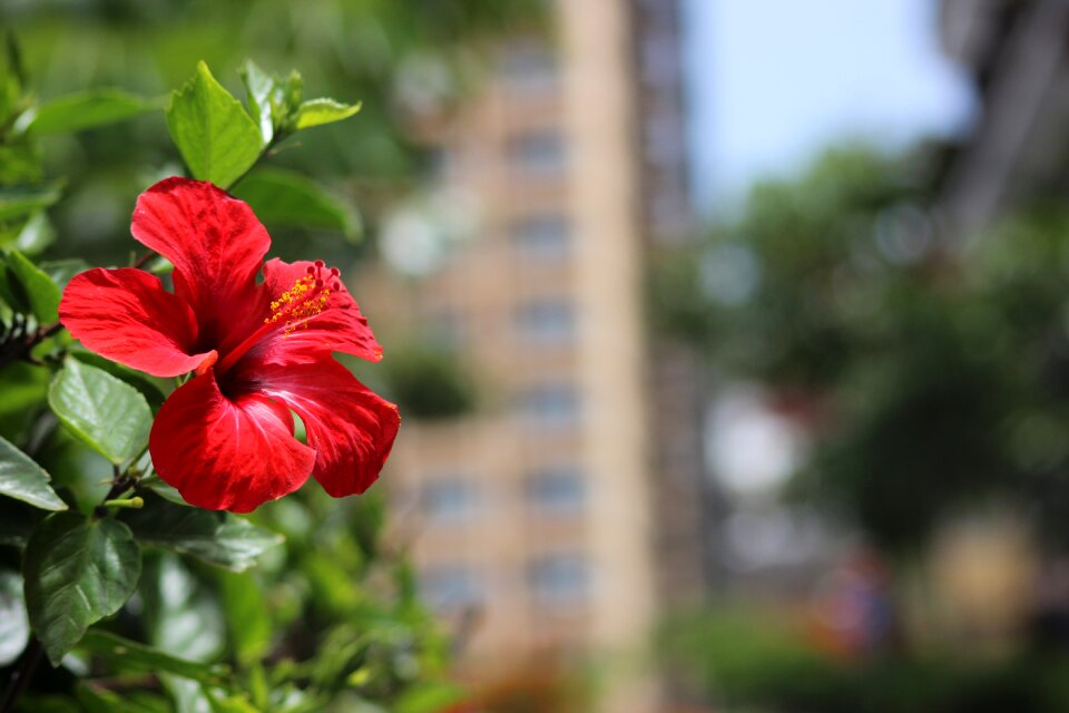 Colors spring red flower