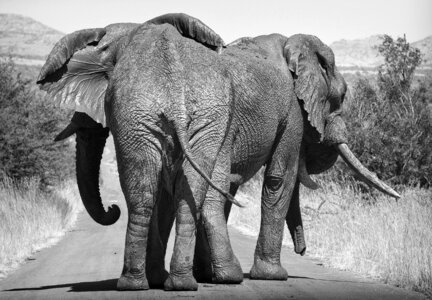 Wildlife safari trunk photo