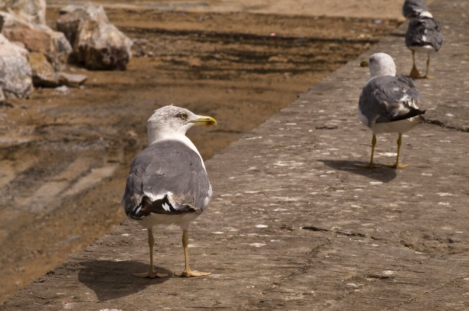 Essaouira morocco seevogel