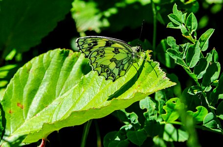 Camouflage insect insects