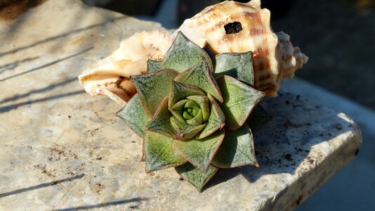 Succulent plant shell composition