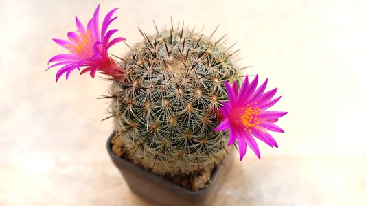 Sukulent mammillaria dodsonii flowering