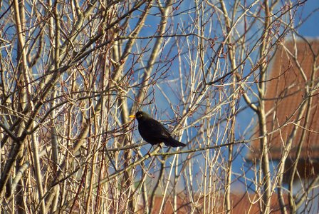 Blackbird tree nature