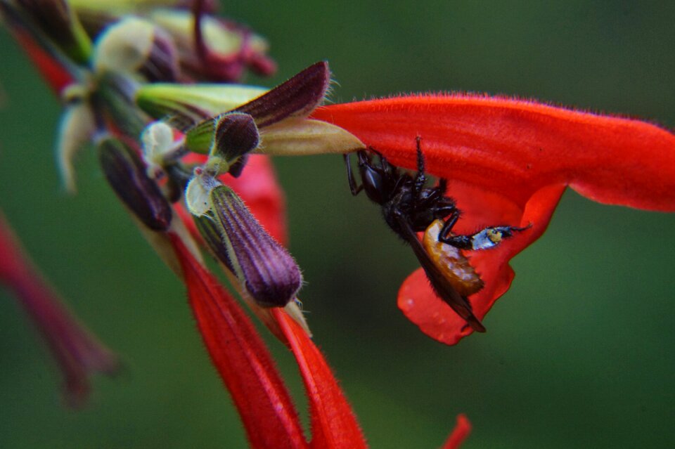 Red flowers gardening botany