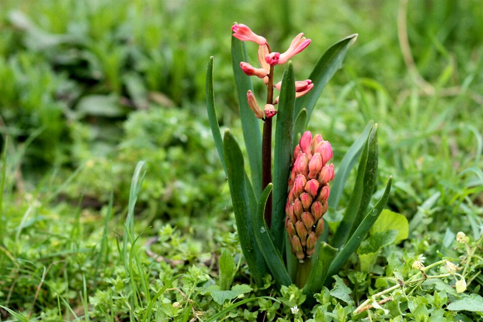Flower red spring