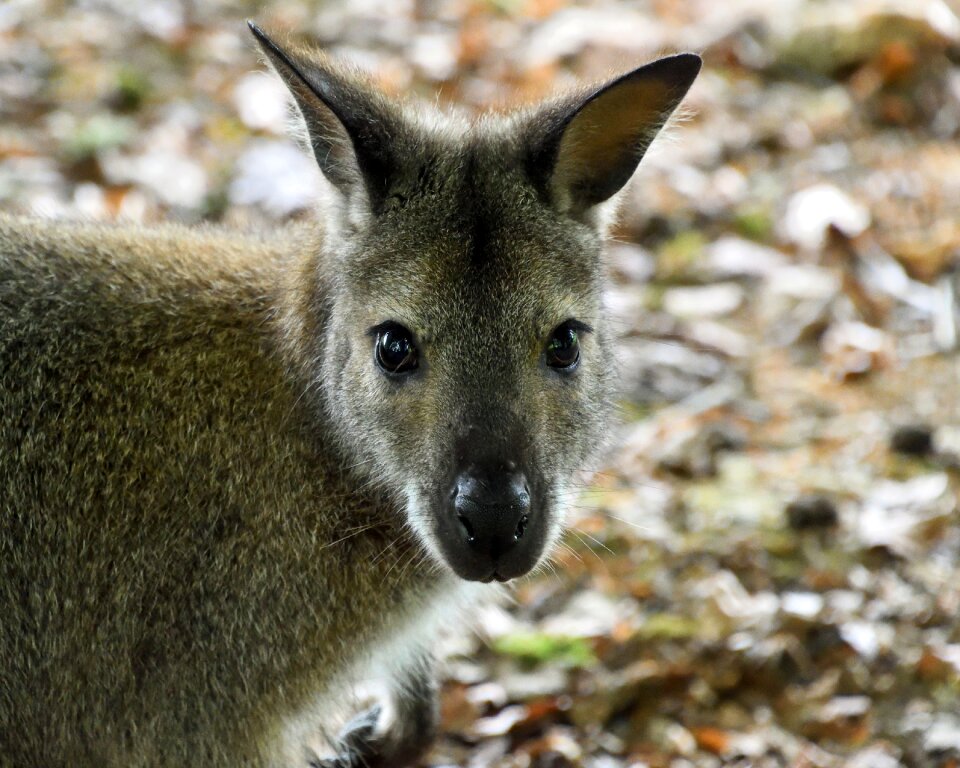Wallaby de bennet close up head