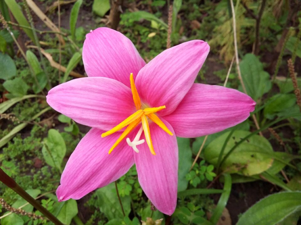 Spring nature wild flora