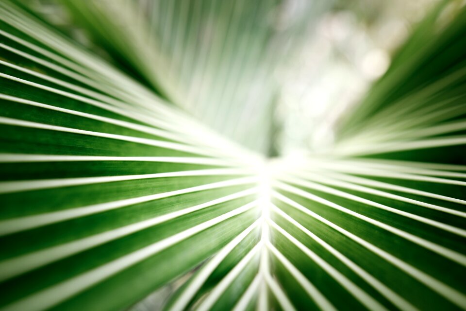 Green closeup green leaf