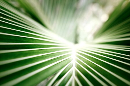 Green closeup green leaf