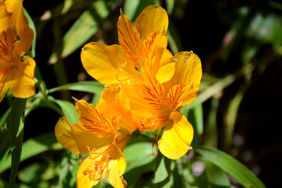 Petals yellow nature macro