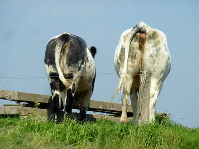 Rear unusual animal photo