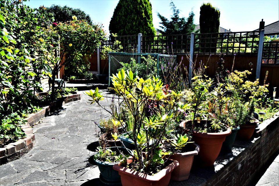 Our Garden 18th July 2020. . Our own garden is very small,…