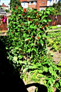 Our Garden 18th July 2020. We have permission to grow veg.…
