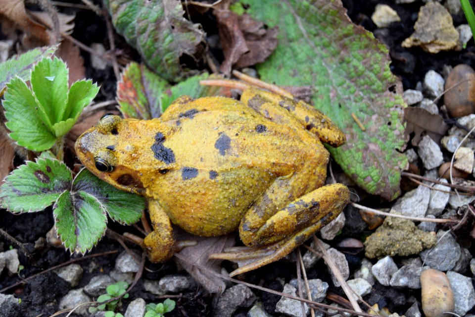Common frog, Rana Temporaria. Found in our garden this mor…