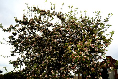 The apple tree blossom has burst into life beautifully ove…