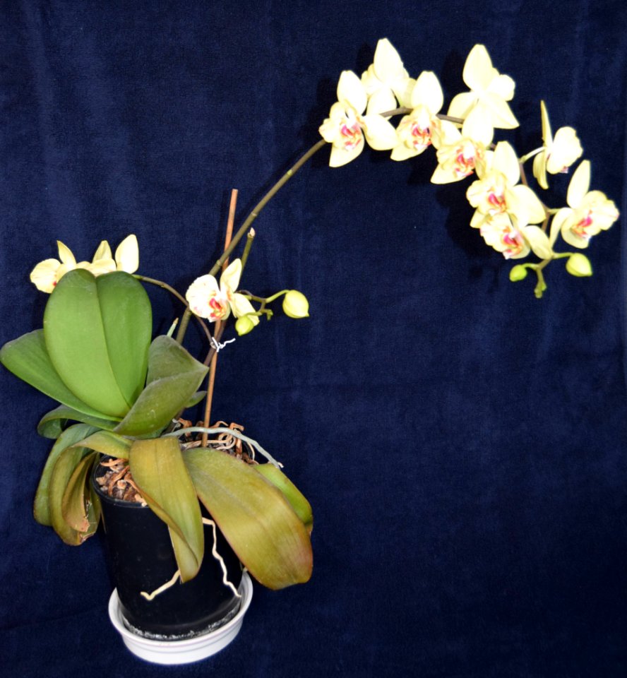 Anne has learnt how to care for her Orchids. Now she is ab…