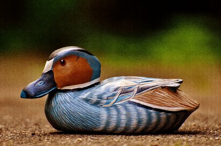 Cute sweet wood